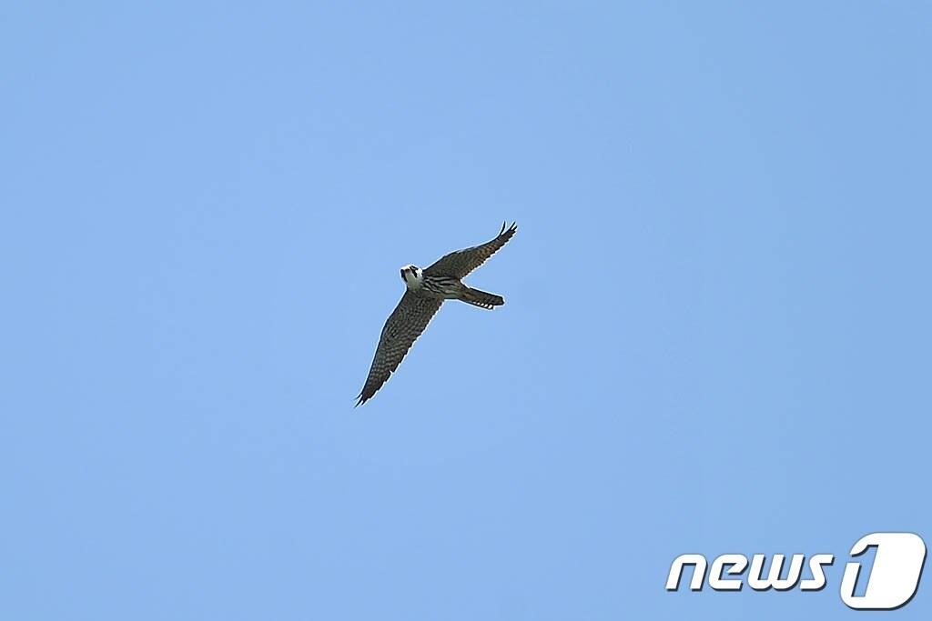 본문 이미지 - 새호리기.(당진시 제공)/뉴스1