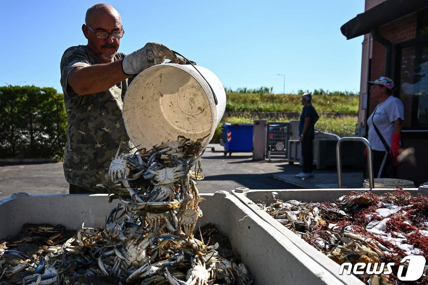 11일(현지시간) 이탈리아 서부 베네치아 인근 해안마을에서 어부가 지중해 연안에서 잡은 푸른 꽃게를 아이스박스에 버리고 있다. 최근 이탈리아에선 서부 대서양에서 서식하던 푸른 꽃게가 급증해 주요 수산자원인 조개와 굴을 먹어 치워 어민들이 생계를 위협받고 있다. 2023.8.11. ⓒ AFP=뉴스1 ⓒ News1 김성식 기자