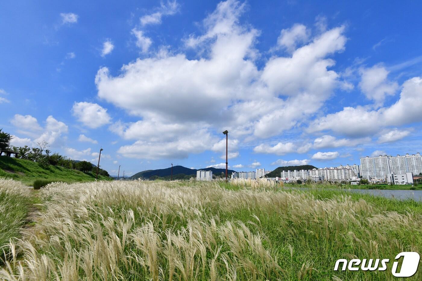 본문 이미지 - 10일 경북 포항시 남구 연일읍 형산강 억새밭 위로 푸른 가을 하늘이 펼쳐지고 있다.2023.9.10/뉴스1 ⓒ News1 최창호 기자