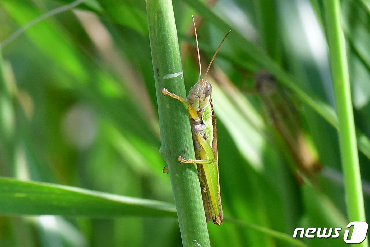 메뚜기.(뉴스1 DB) ⓒ News1 최창호 기자