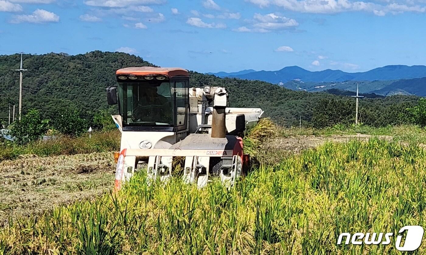 충북 보은군 삼승면 선곡리 한전동씨 논에서 올해 첫 벼 수확을 하고 있다. (보은군 제공) /뉴스1 
