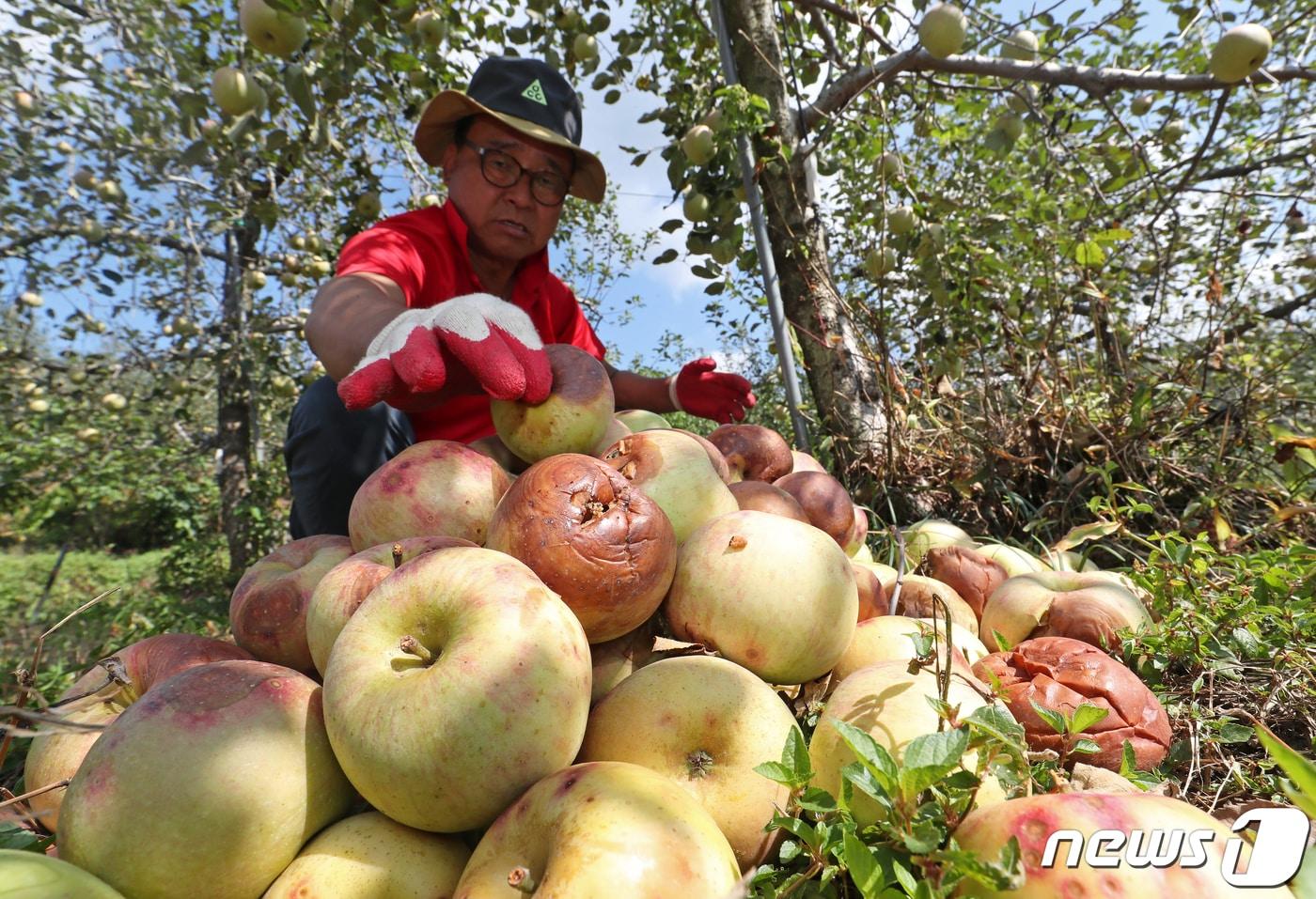 한 농민이 이상기후에 따른 탄저병과 냉해 등 피해를 입어 썩은 사과를 정리하고 있다. /뉴스1 ⓒ News1