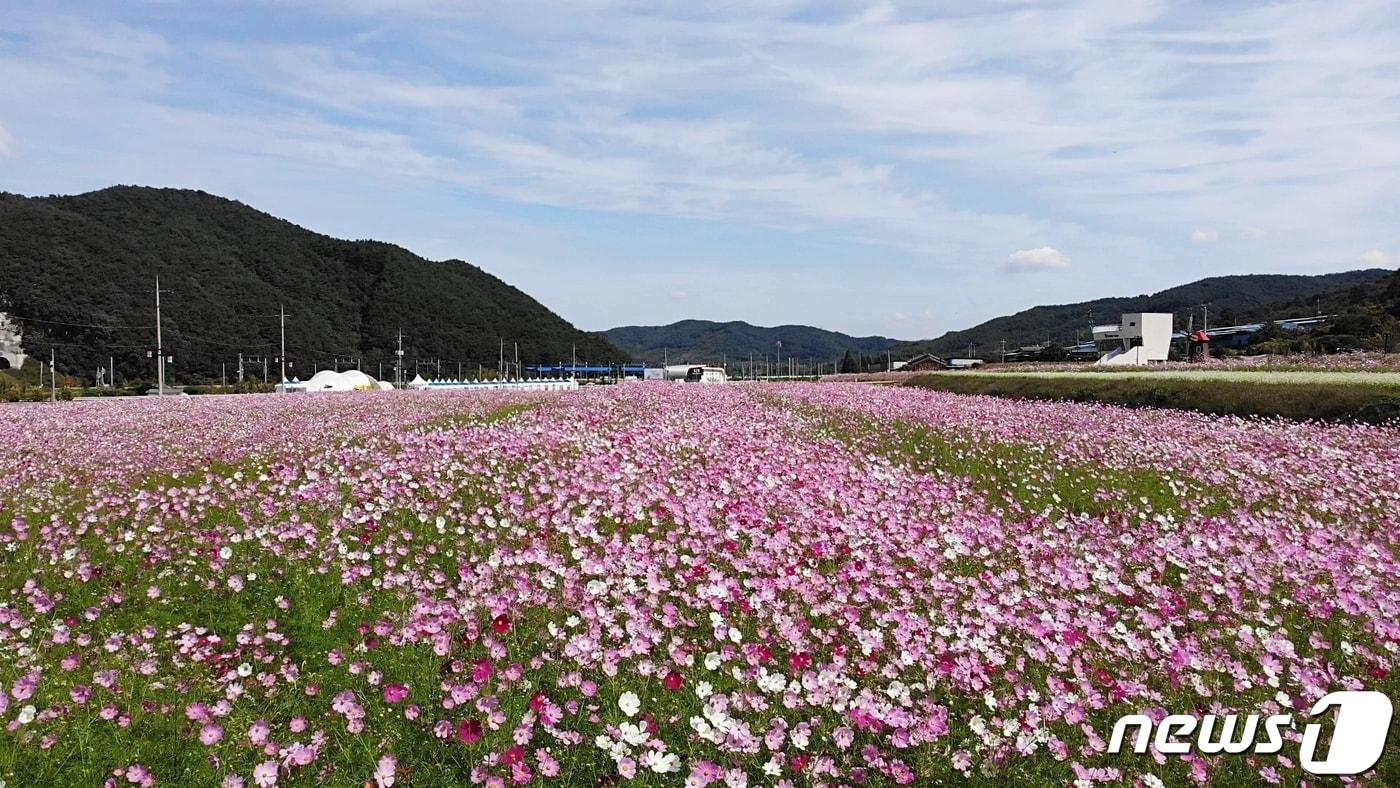 본문 이미지 - 하동 북천 코스모스·메밀꽃 축제 행사장(하동군 제공).