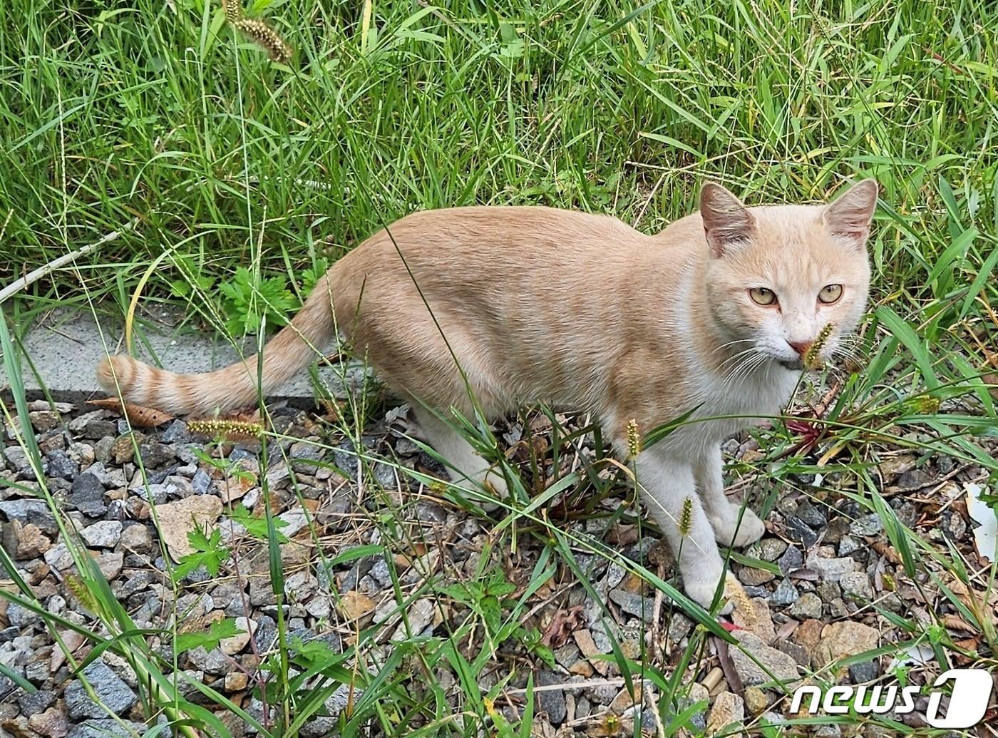 본문 이미지 - 인천 승봉도에 살고 있는 길고양이 ⓒ 뉴스1 최서윤 기자