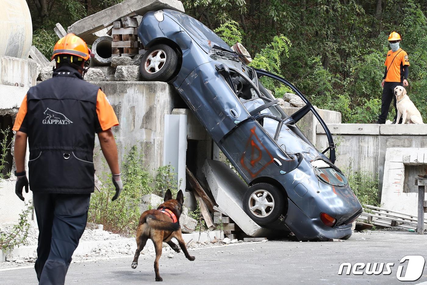 본문 이미지 - 12일 오전 대구 달성군 구지면 중앙119구조본부 재난훈련장에서 핸들러와 구조견이 강진으로 인한 다수의 인명피해 발생 상황을 가정해 수색훈련을 하고 있다. 2023.9.12 ⓒ 뉴스1 공정식 기자