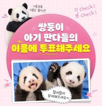 본문 이미지 - 에버랜드 홈페이지에 게시된 '쌍둥이 판다 이름짓기' 온라인 투표 관련 이미지(에버랜드 제공)
