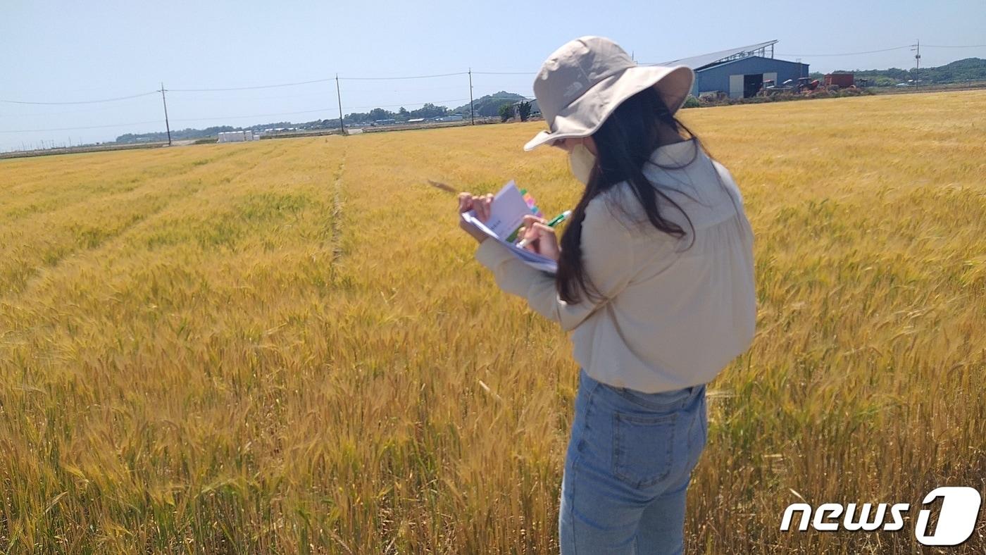 전북 군산시는 엿기름 전용 겉보리인 '혜미'를 올 가을부터 계약재배한다.(군산시 제공) 2023.9.15/뉴스1