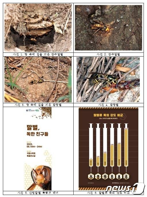 본문 이미지 - 산림청 국립수목원이 19~24일 산림 말벌의 생태계 내 역할 등을 구체적으로 소개하는 특별전을 개최한다. 