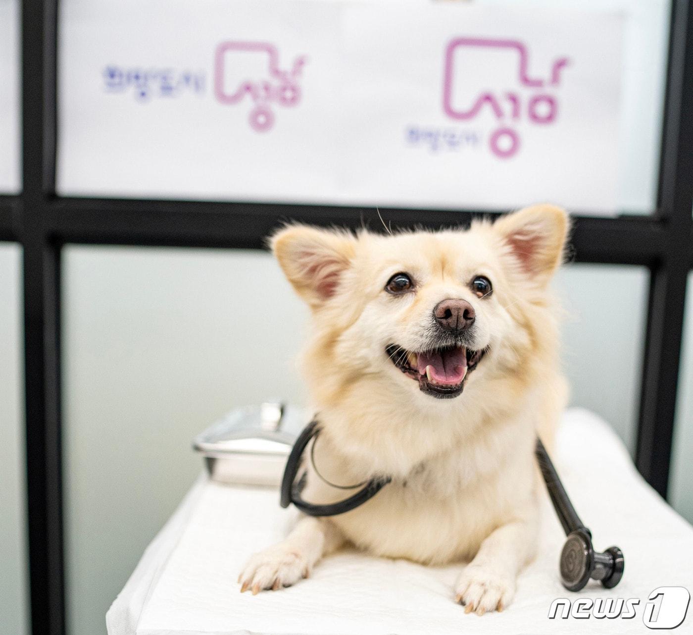 본문 이미지 - 성남시가 오는 22일 수도권 최초로 시립동물병원을 개소한다.(성남시 제공)