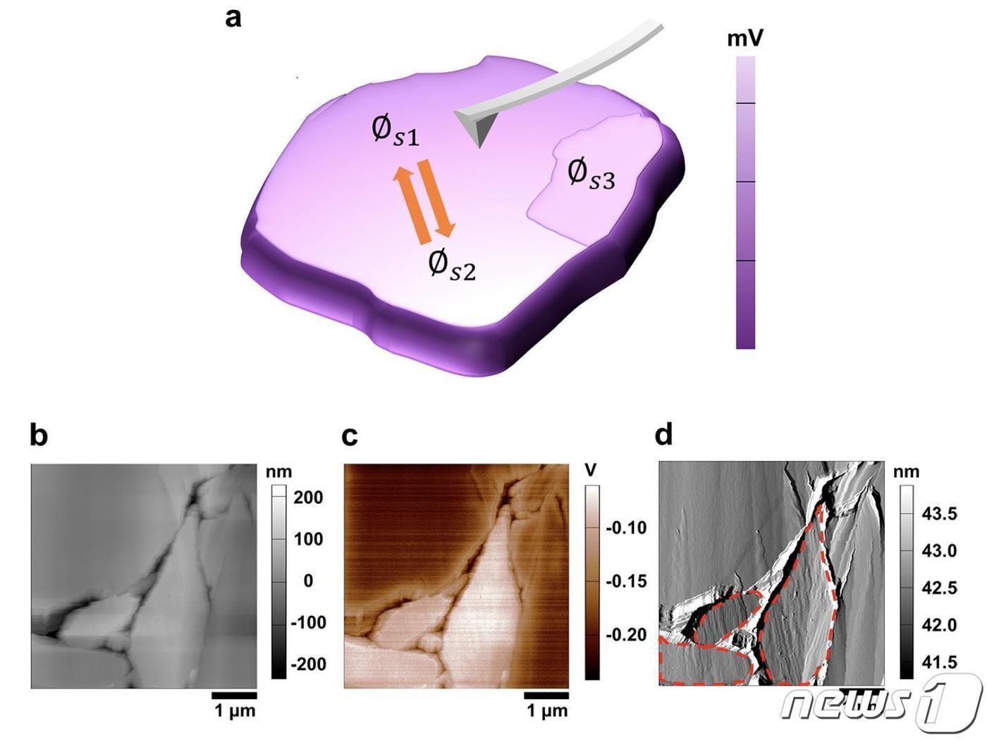 본문 이미지 - SiO 활물질의 표면전위를 측정하고 있는 켈빈 프루브 현미경(KPFM) 탐침의 도식화된 그림(a). 초기 상태의 SiO/흑연 복합 음극의 형상 및 표면전위 영상(b~d).(카이스트 제공)/뉴스1