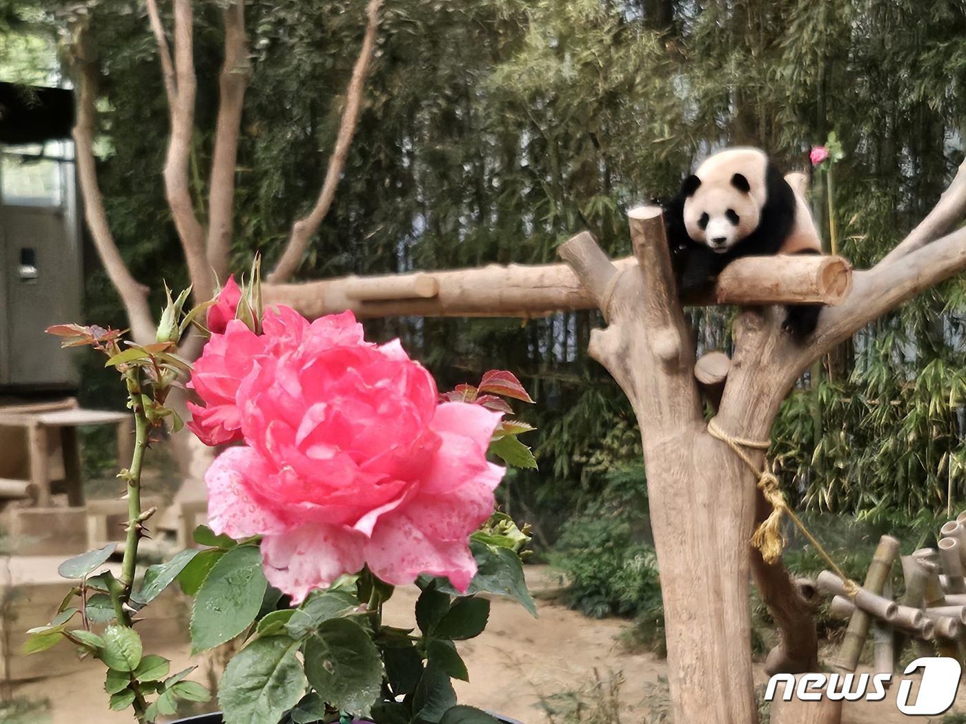 본문 이미지 - 에버랜드 장미원에서 경험할 수 있는 푸바오 장미(에버랜드 제공)