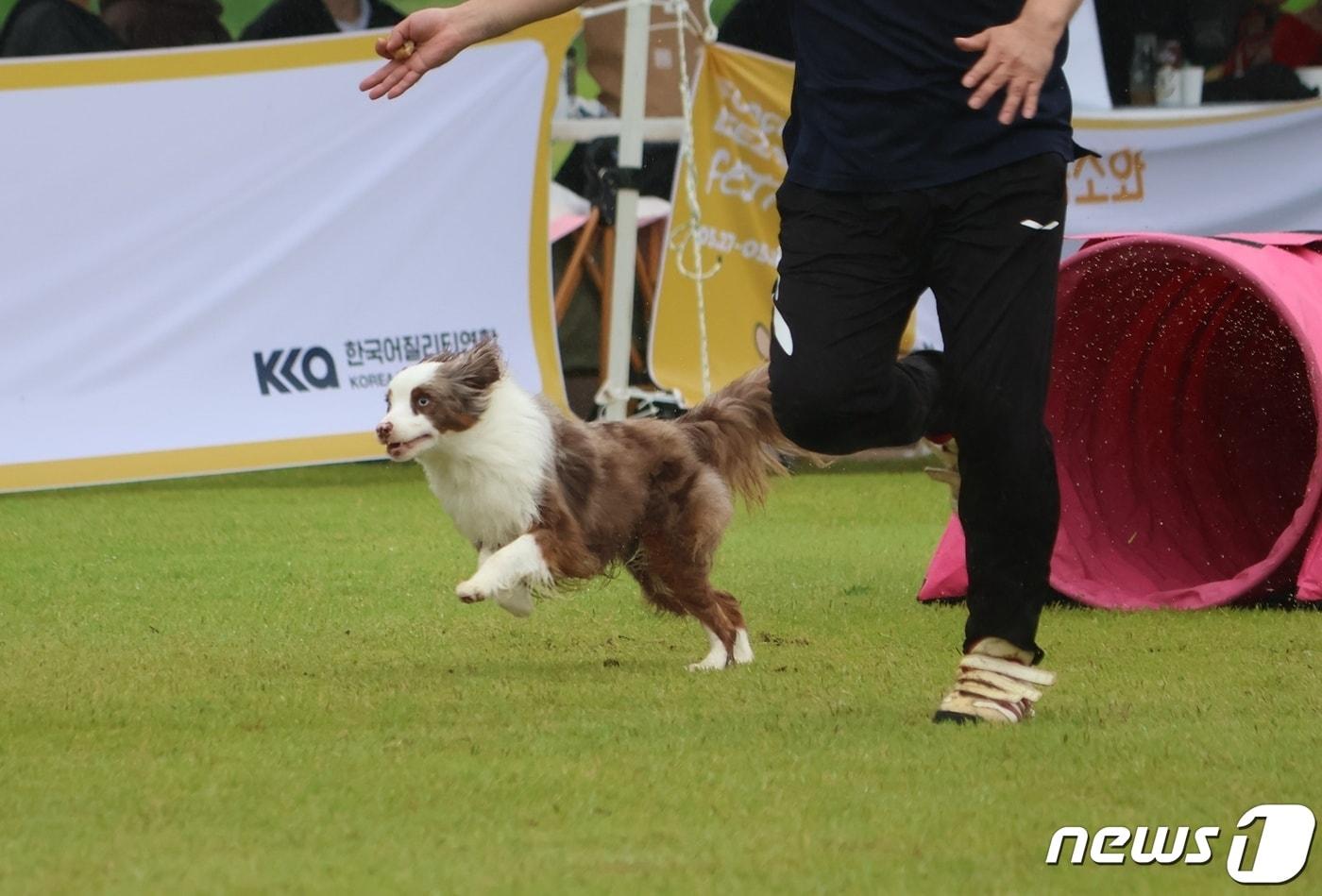 본문 이미지 - 어질리티 하는 반려견(소노펫 제공) ⓒ 뉴스1