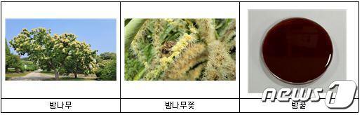 본문 이미지 - 왼쪽부터 밤나무, 밤나무꽃, 밤꿀. (국립산림과학원 제공)/뉴스1