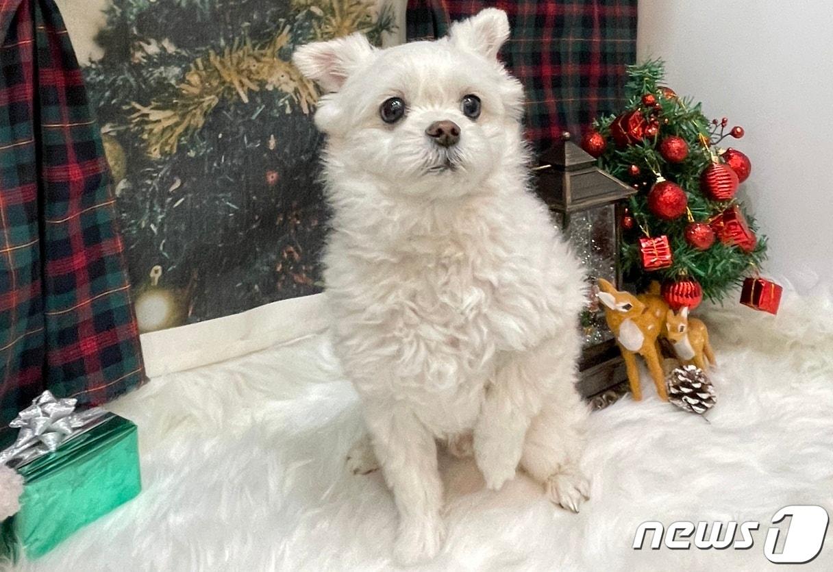 본문 이미지 - 혈액암 진단 후 항암치료 받은 반려견(VIP동물의료센터 제공) ⓒ 뉴스1