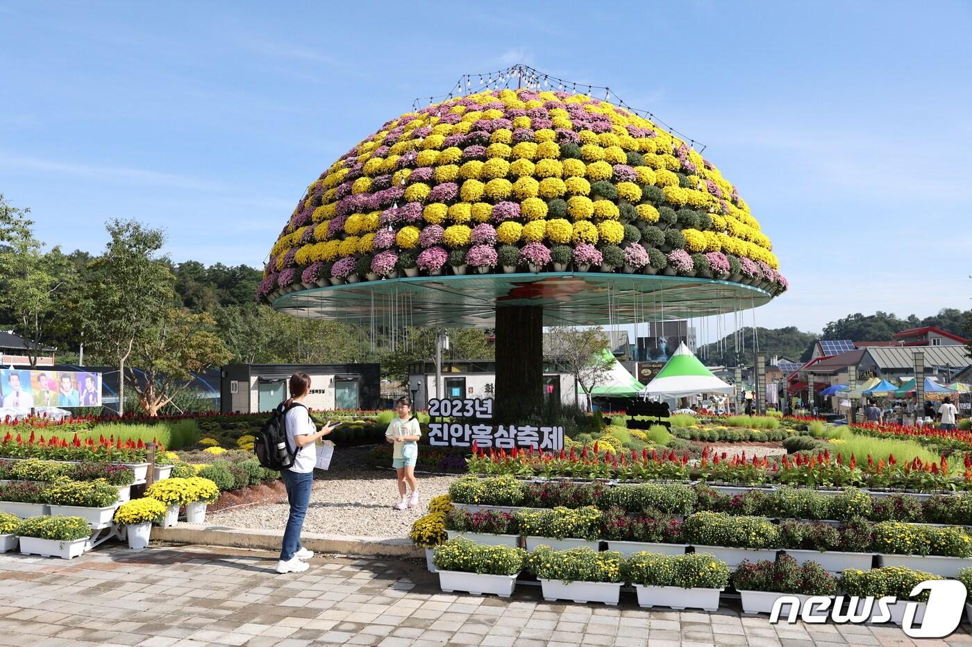 본문 이미지 - 23일 전북 진안군에서 홍삼축제가 열리고 있는 가운데 관광객들이 축제장에 설치된 국화꽃 앞에서 기념촬영을 하고 있다.(진안군제공)2023.9.23/뉴스1 ⓒ News1 김동규 기자