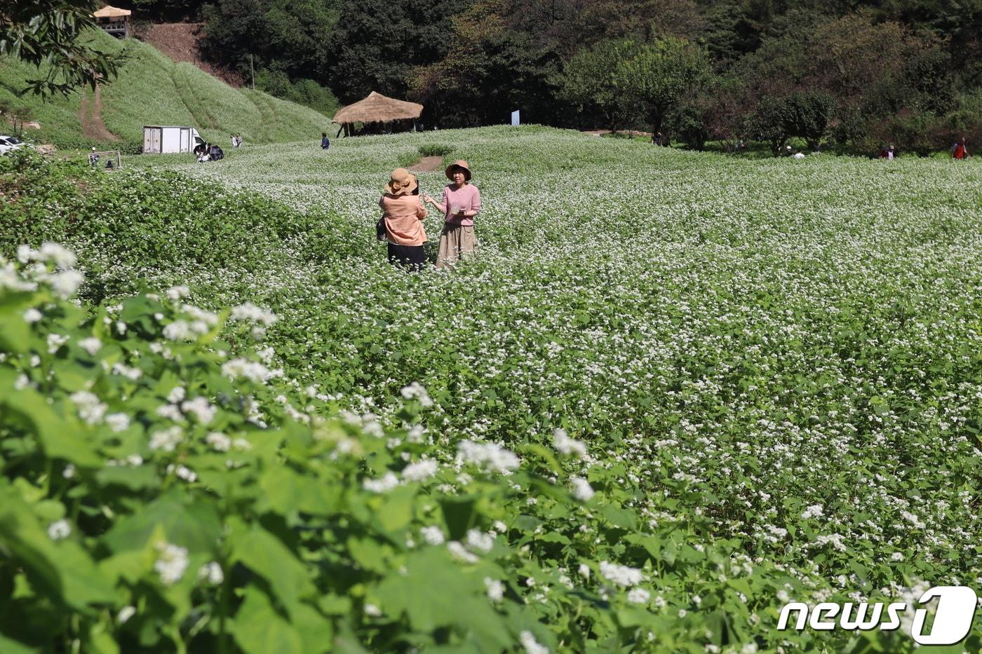 본문 이미지 - 청주 낭성면 추정리 메밀밭 자료사진  ⓒ 뉴스1