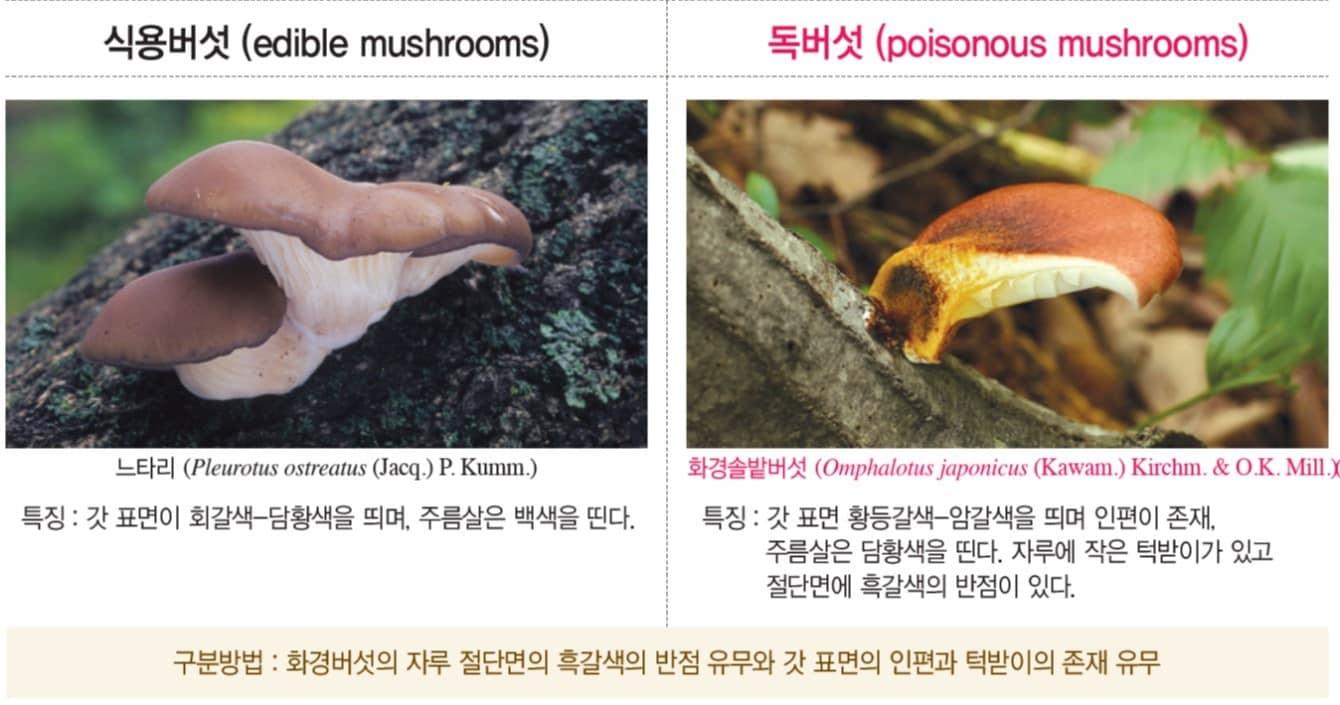 본문 이미지 - 느타리-화경솔밭버섯. (산림청 국립수목원 제공) /뉴스1