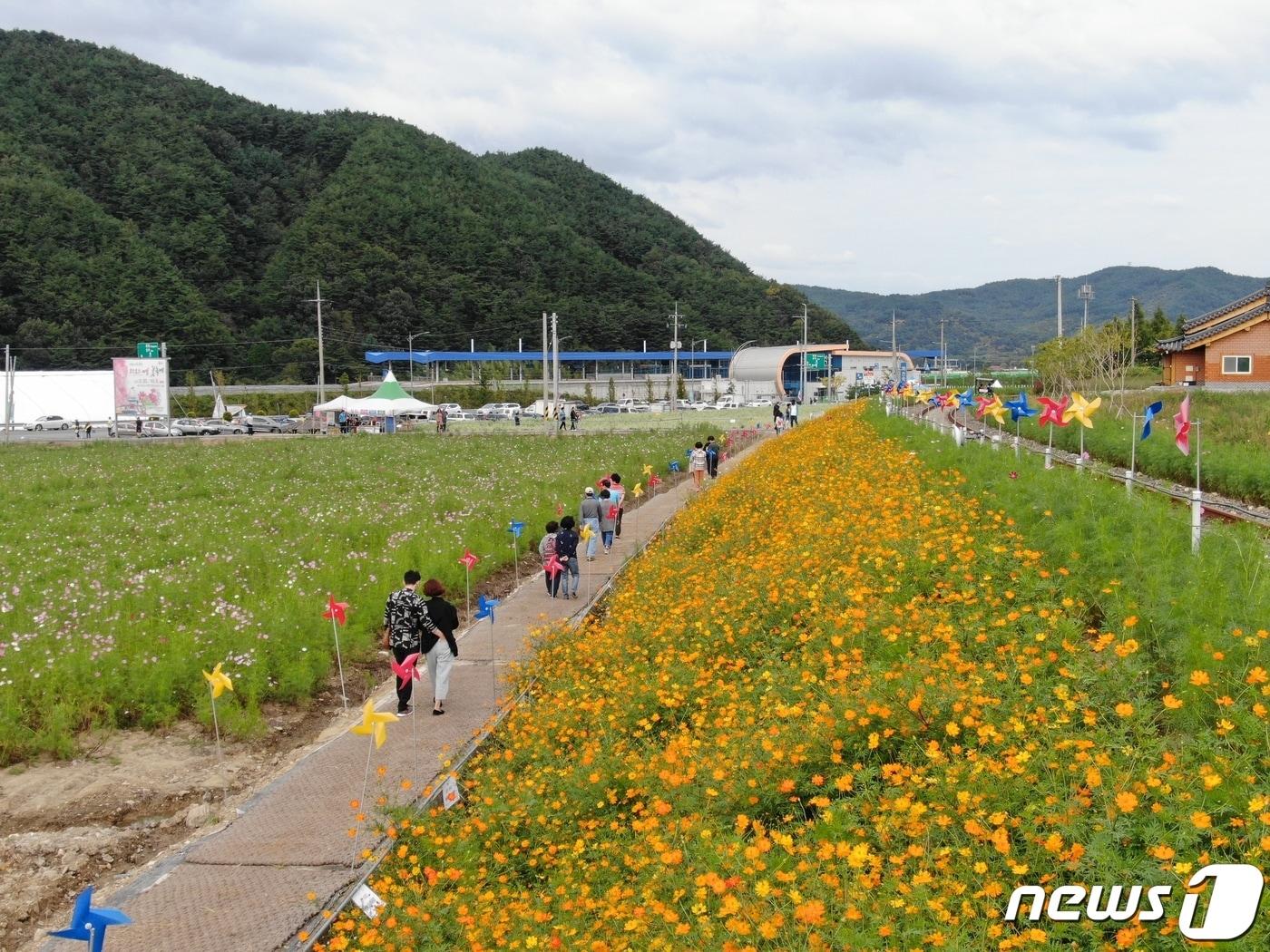 본문 이미지 - 하동군 북천면 직전마을 코스모스·메밀꽃 단지(하동군 제공).