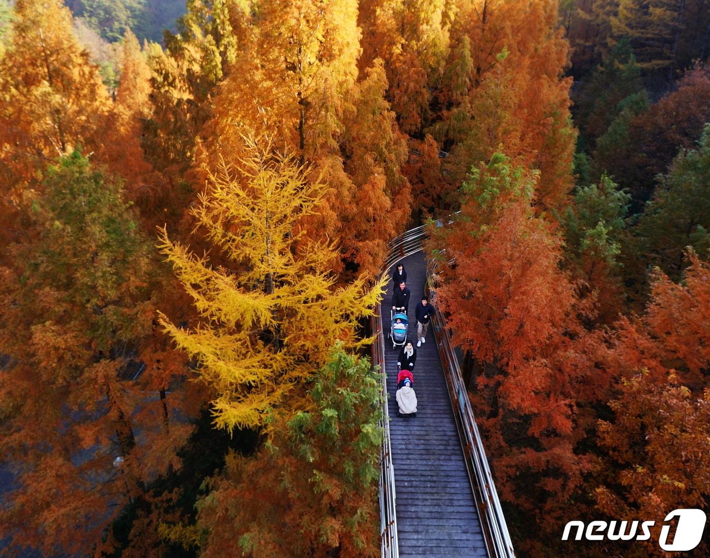 본문 이미지 - 장태산 자연휴양림. /뉴스1