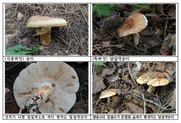 본문 이미지 - 송이 1종과 담갈색송이 특징 3종 사진 