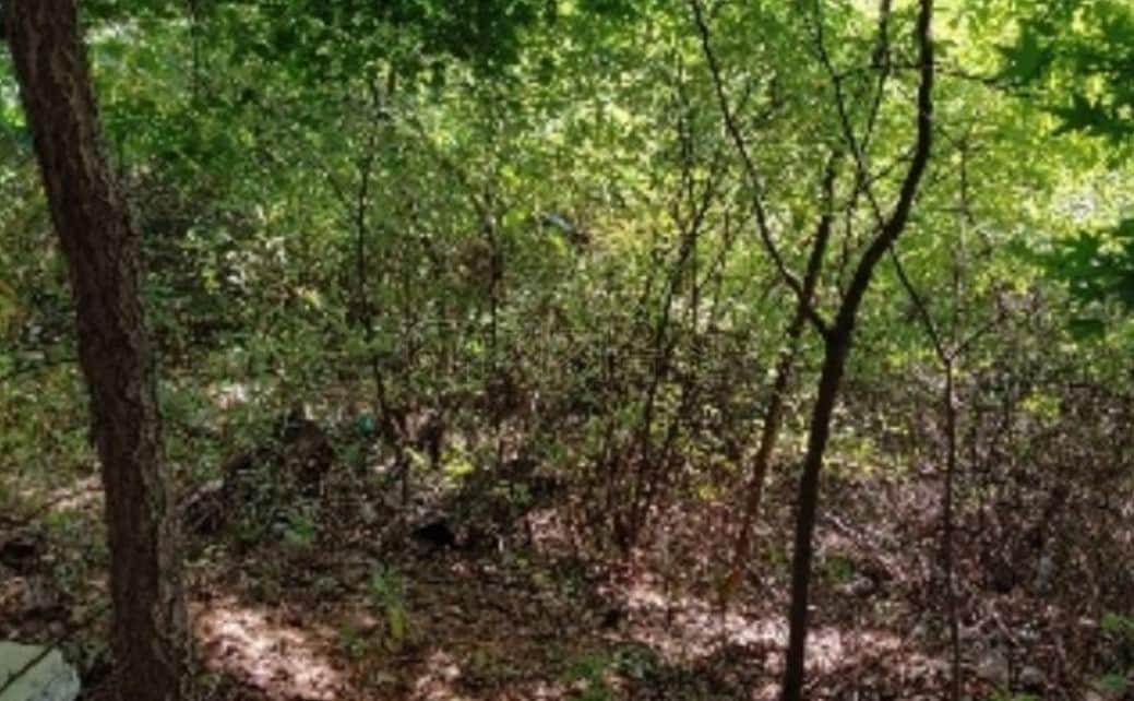 본문 이미지 - 평창동 16-3 임야 전경(지지옥션).