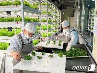 본문 이미지 - 작업자가 가치만드소 광주지역센터 내부 식물재배실에서 작업을 하고 있다. &#40;가치만드소 광주센터 제공&#41;