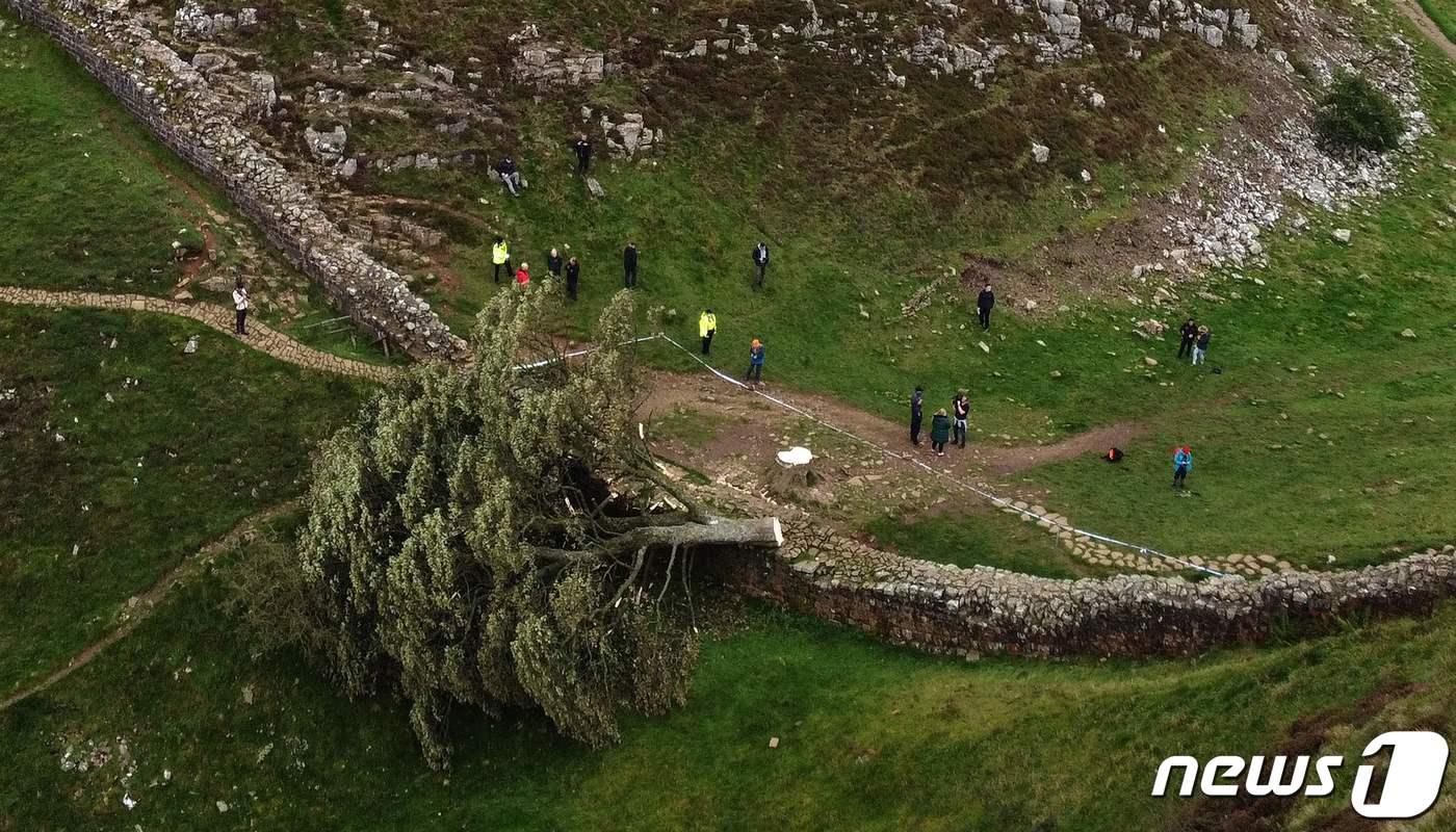 본문 이미지 - '로빈후드 나무'로 불리던 영국 노섬벌랜드 소재 플라타너스가 16세 소년에 의해 무단 벌목됐다. 2023.9.28 ⓒ AFP=뉴스1 ⓒ News1 강민경 기자