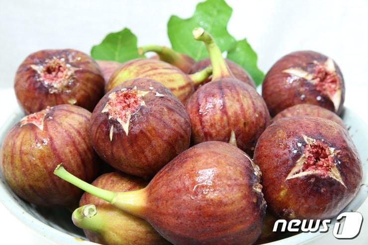 본문 이미지 - 영암 무화과 (영암군 제공) ⓒ 뉴스1 