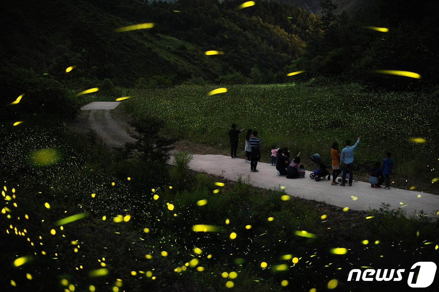  반딧불이 생태 체험 장면 &#40;자료사진&#41; /뉴스1