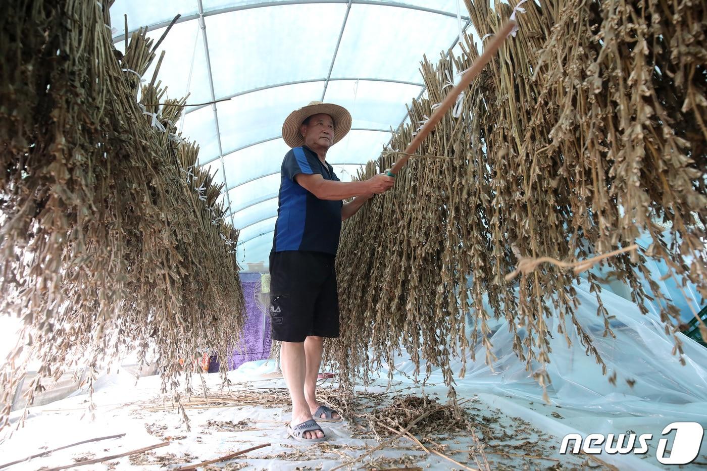 한여름 같은 늦더위가 찾아온 5일 오후 대구 동구 미대동 한 비닐하우스에서 농부가 잘 말린 깻대를 두드리며 참깨를 타작하고 있다. 농부는 "올해는 많은 비가 너무 자주 쏟아져 참깨 농사가 말짱 도루묵＂이라며 푸념을 늘어놨다. 2023.9.5/뉴스1 ⓒ News1 공정식 기자
