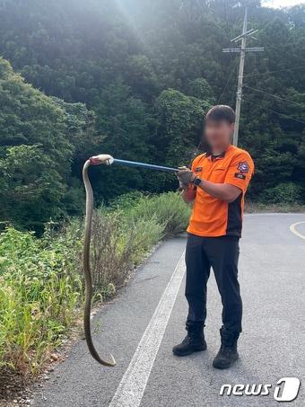 본문 이미지 - 5일 오후 3시25분쯤 전남 무안군 삼향읍 한 학생 수련관 재활용 쓰레기장에서 멸종위기 야생동물 1급으로 지정된 황구렁이가 발견됐다. 사진은 소방당국이 인근 야산에 방생하고 있는 모습. (무안소방 제공) 2023.9.6/뉴스1 