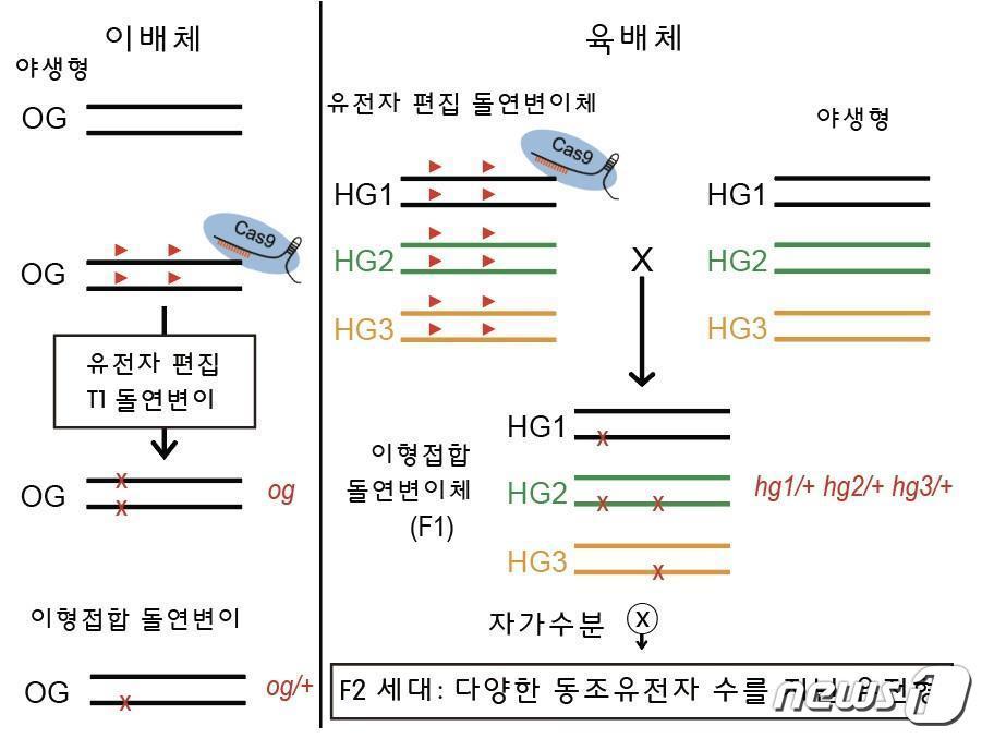 본문 이미지 - 유전자 편집을 이용한 육배체 유전형 분리법. (경상대 제공)/뉴스1