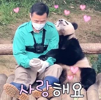 본문 이미지 - 강철원 사육사와의 팔짱 데이트를 하고 있는 푸바오의 모습을 딴 이모티콘(에버랜드 제공)