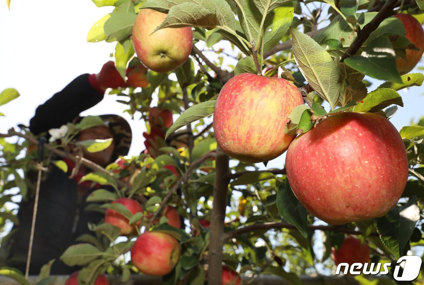 절기상 백로(白露)를 하루 앞둔 7일 오전 경기 수원시 권선구에 위치한 수원시 과수공원에서 관계자가 사과를 돌보고 있다. 2023.9.7/뉴스1 ⓒ News1 김영운 기자