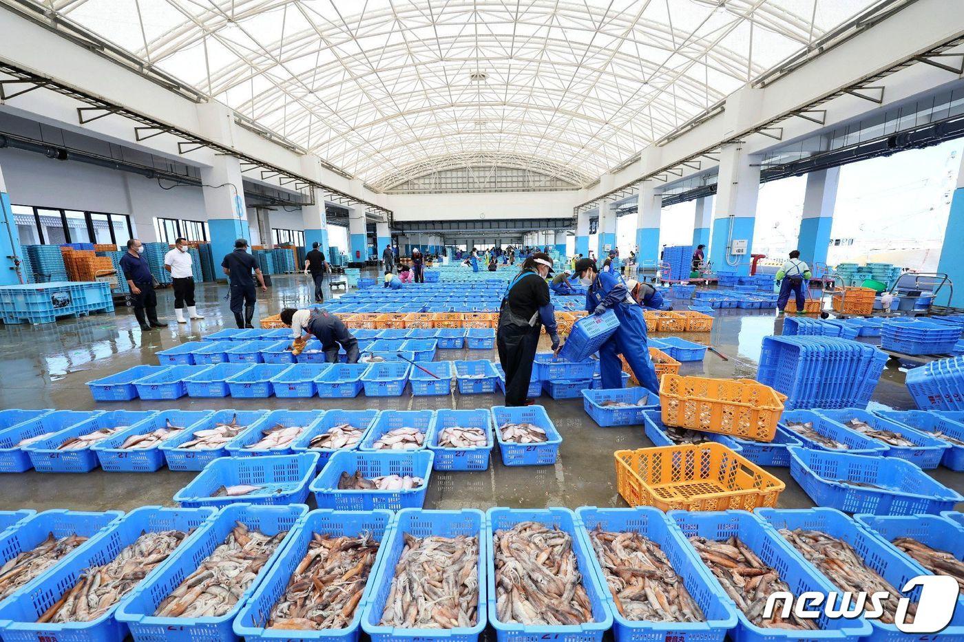 일본 후쿠시마현 소마시 마쓰카와우라 항구 근처에서 어민들이 수산물 선별 작업을 하고 있다. 2023.09.01/ ⓒ AFP=뉴스1 ⓒ News1 권진영 기자