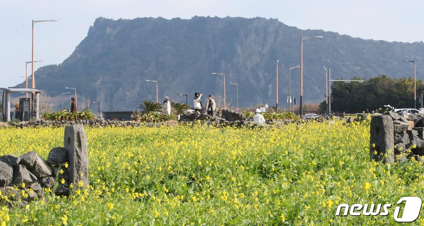 제주 서귀포시 성산일출봉 인근에 유채꽃이 만개해 관광객들이 기념촬영을 하고 있다. /뉴스1 ⓒ News1 오현지 기자