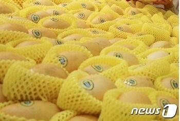 본문 이미지 - 수입 망고.(자료사진)/뉴스1 DB