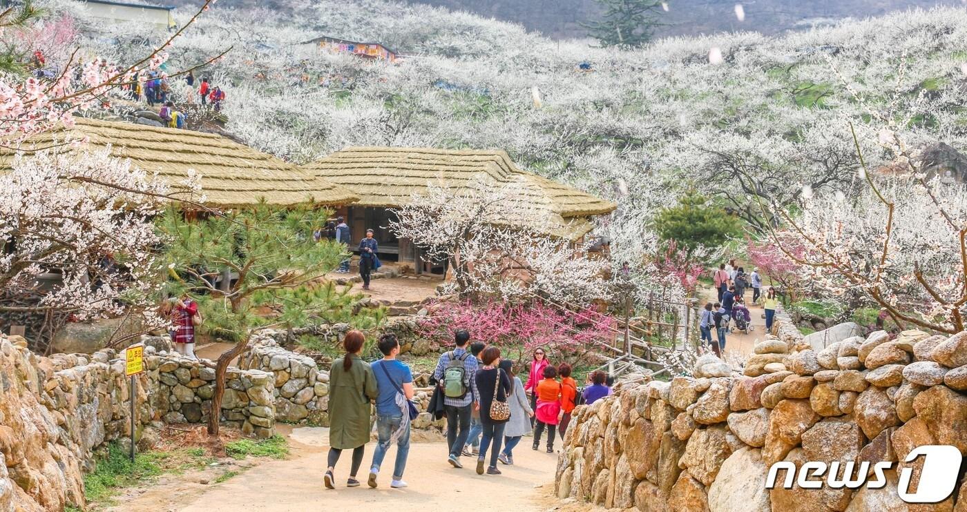 2023 광양매화축제 