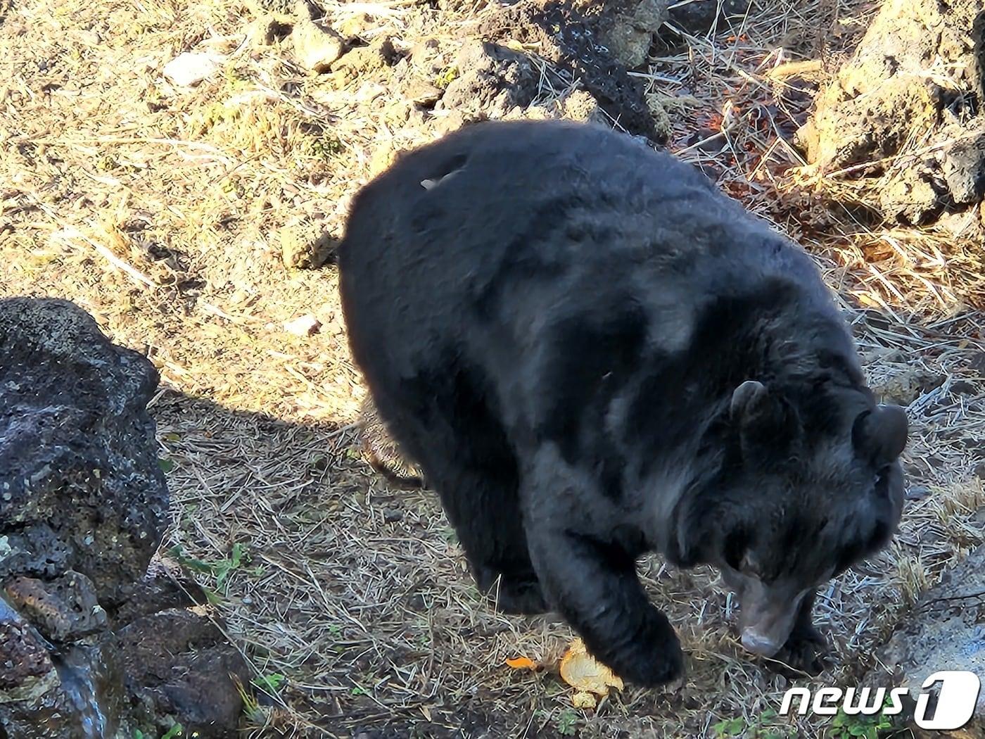 본문 이미지 - 14일 제주자연생태공원에서 보호중인 가슴반달곰 한마리가 감귤을 먹고 있다. 제주도는 지난해 12월 15일 경기도 용인의 한 민간사육시설에서 반달곰 4마리를 제주로 옮겨와 보호중이며, 지난 13일부터 일반에 공개하고 있다.(사진은 기사 내용과 무관함) 2024.1.14/뉴스1 ⓒ News1 강승남 기자