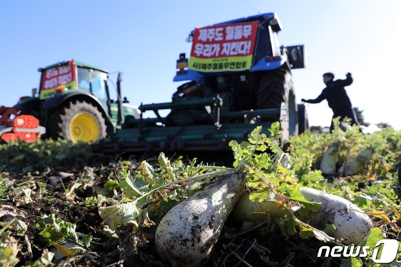본문 이미지 - 지난달 15일 오전 제주 서귀포시 성산읍 한 월동무밭에서 가격하락과 과잉생산 등으로 어려움을 겪는 농민들이 농기계로 밭을 갈아엎고 있다. 2024.1.15/뉴스1 ⓒ News1 고동명 기자