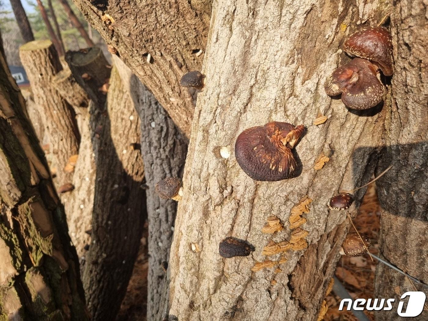 본문 이미지 - 표고버섯&#40;뉴스1 자료&#41; ⓒ News1 DB