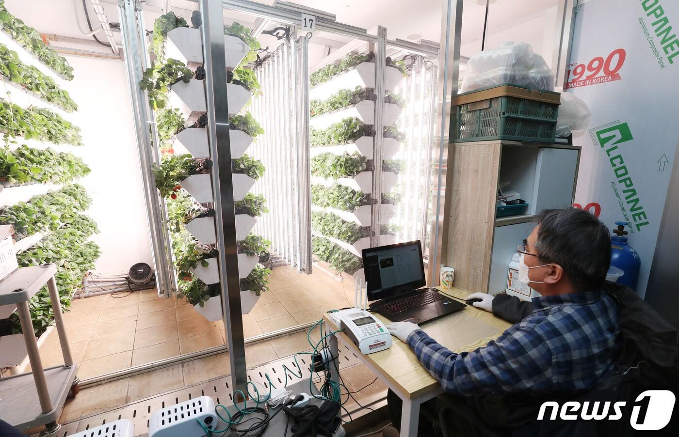 본문 이미지 - 한 농장 관계자가 스마트팜 공법을 이용해 실내에서 딸기를 재배하고 있다. 기사 내용과 관련 없음./뉴스1 ⓒ News1 김영운 기자