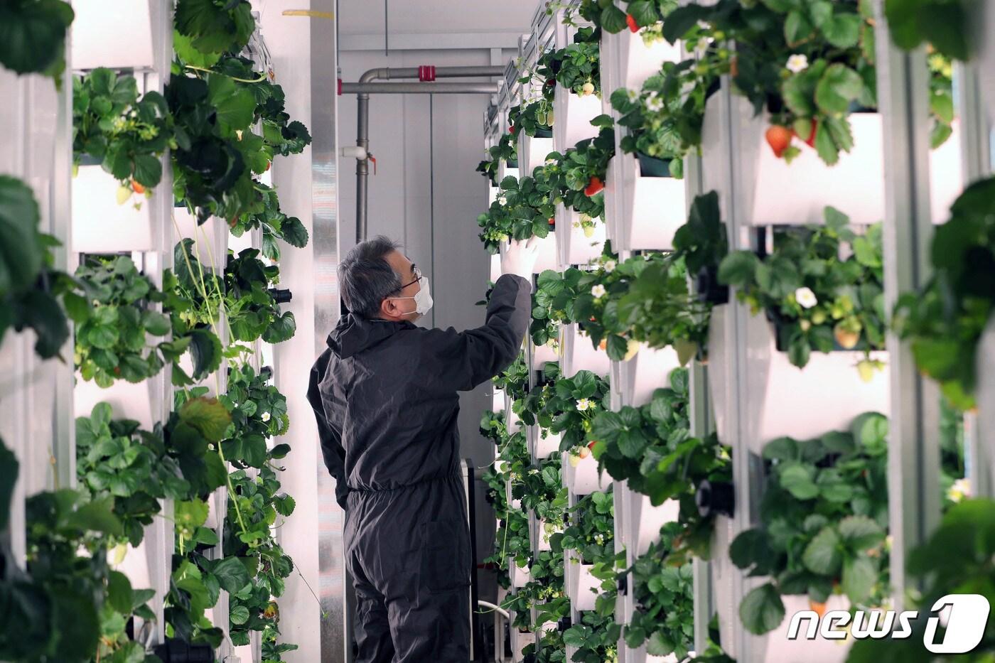 자가 스마트팜 공법을 이용해 실내에서 딸기를 재배하고 있다. (자료사진) /뉴스1 ⓒ News1 김영운 기자