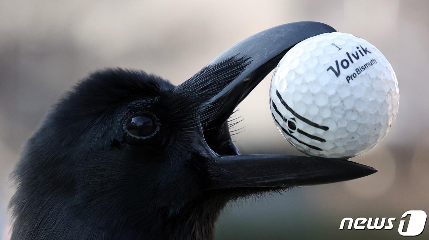 까마귀 자료사진./뉴스1 ⓒ News1 김명섭 기자