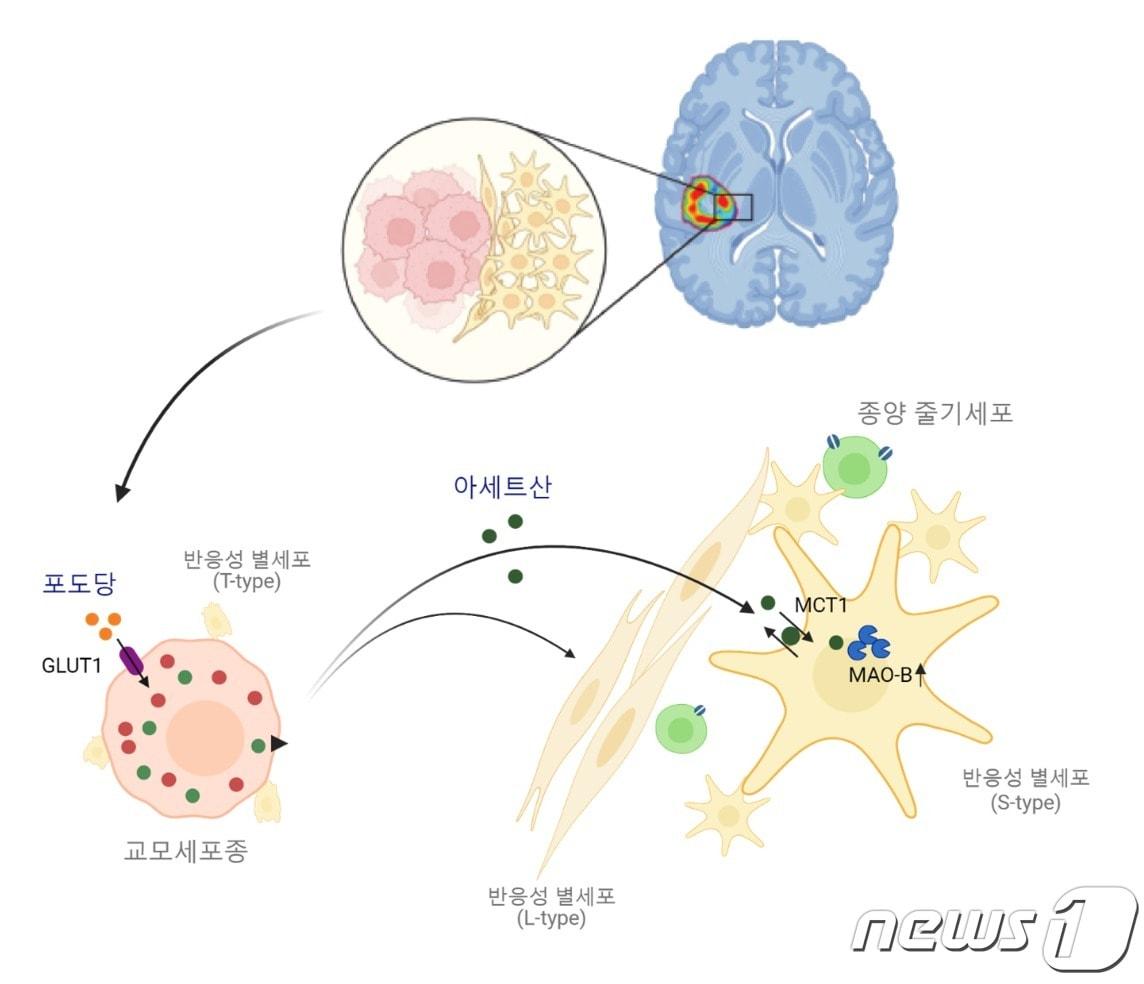 본문 이미지 - 종양 미세환경에서 종양세포 유래 아세트산을 이상 과다 흡수해 일어나는 반응성 별세포화 기전. (기초연 제공)/뉴스1