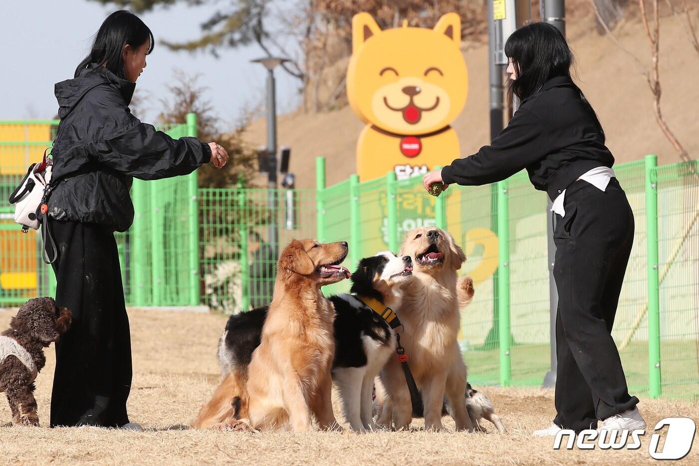 본문 이미지 - 지난해 1월 대구 달서구 성서공단로 287에 임시 개장한 '달서 반려견 놀이터'를 찾은 반려견이 보호자와 놀이를 즐기는 모습. 2024.1.16/뉴스1 ⓒ News1 공정식 기자