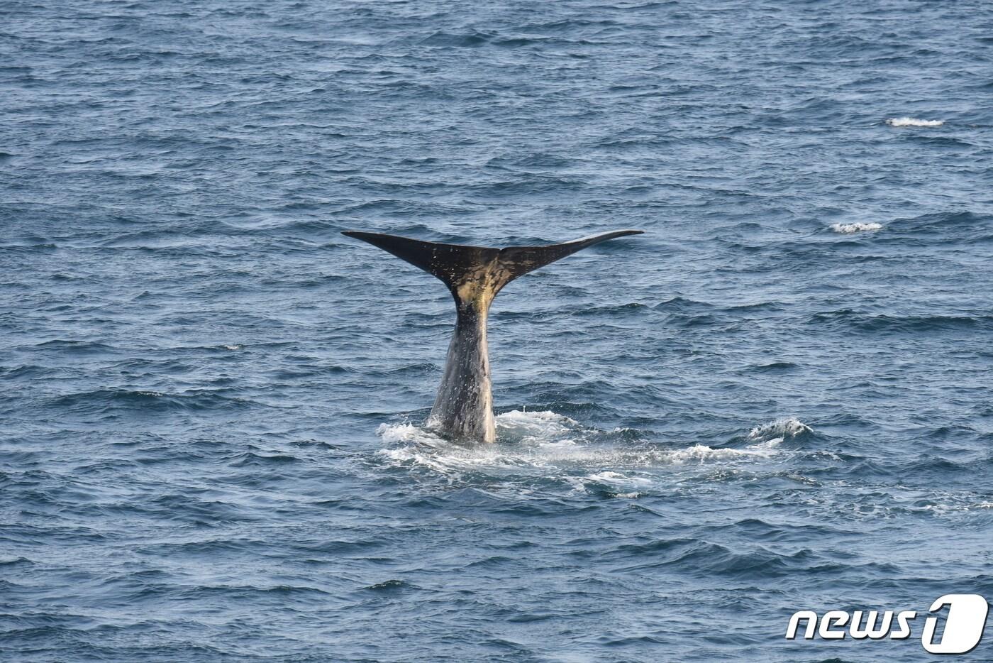 향고래 꼬리. (국립수산과학원 제공)