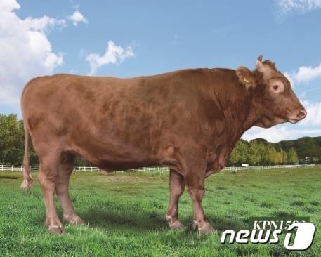 본문 이미지 - 농촌진흥은 새해 한우 개량을 이끌 보증씨수소 20마리를 선발했다.(농진청 제공)2023.1.2./뉴스1