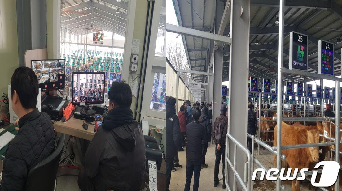 본문 이미지 - 제천시 강제동의 '스마트 가축시장'.(제천시 제공)2024.1.21/뉴스1