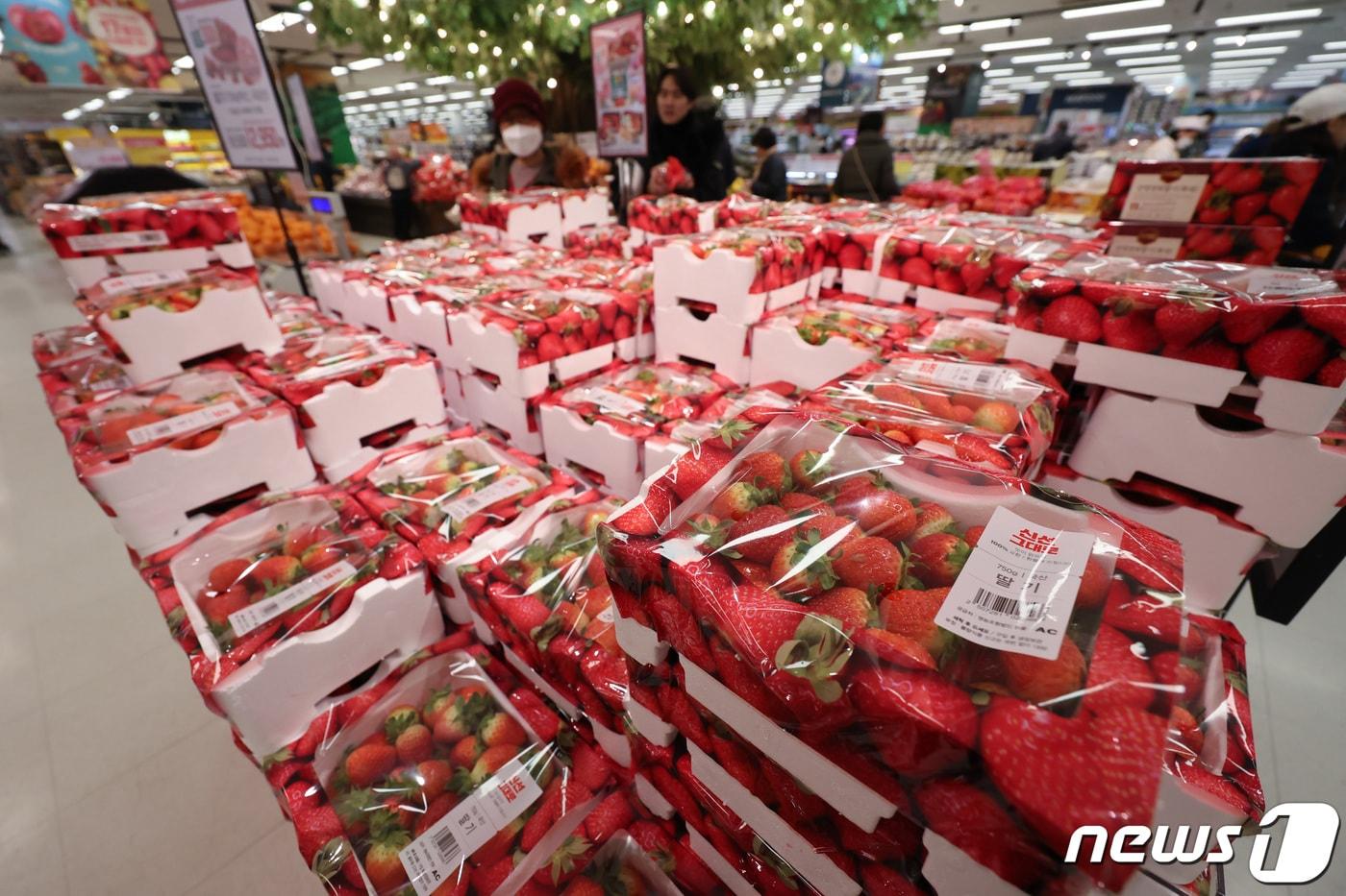 서울 시내 대형마트에서 시민들이 딸기를 고르는 모습. 2024.1.23/뉴스1 ⓒ News1 김민지 기자